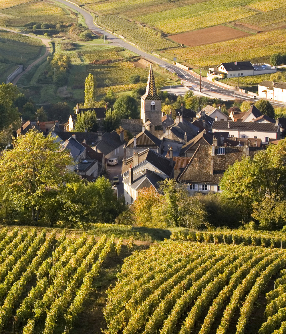 Vignes de Bourgogne