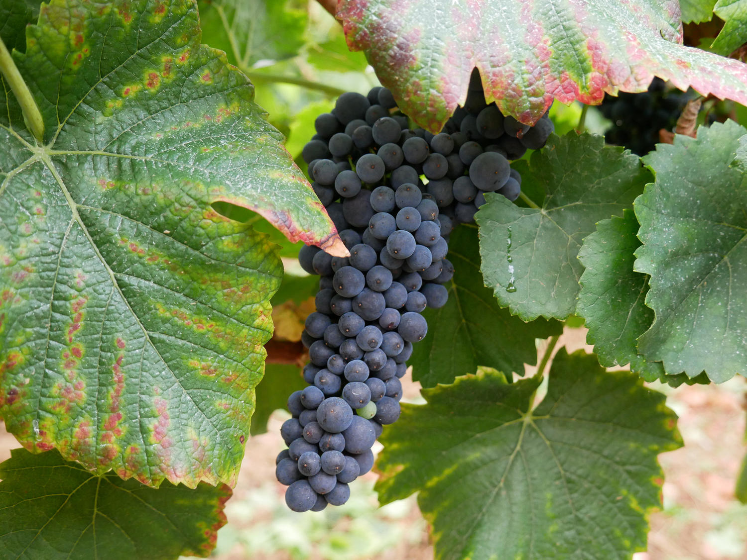 VENDANGES 2020